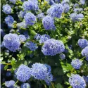Liliac californian (Ceanothus impressus) Victoria