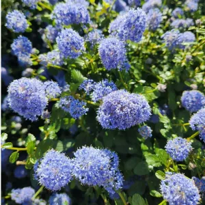 Liliac californian (Ceanothus impressus) Victoria