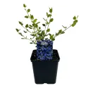 Liliac californian (Ceanothus impressus) Victoria