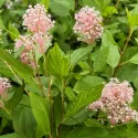 Liliac californian (Ceanothus pallidus) Marie Simon