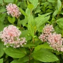 Liliac californian (Ceanothus pallidus) Marie Simon