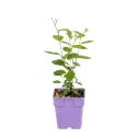 Liliac californian (Ceanothus pallidus) Marie Simon