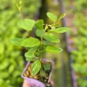 Liliac californian (Ceanothus pallidus) Marie Simon