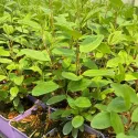Liliac californian (Ceanothus pallidus) Marie Simon
