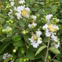 Liliac indian (Lagerstroemia indica) alb
