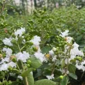 Liliac indian (Lagerstroemia indica) alb