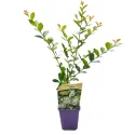 Liliac indian (Lagerstroemia indica) alb