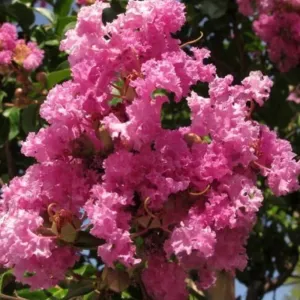 Liliac indian (Lagerstroemia indica) roz închis