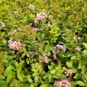 Liliac indian (Lagerstroemia indica) roz închis
