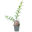 Liliac indian (Lagerstroemia indica) roz deschis