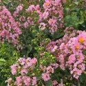 Liliac indian (Lagerstroemia indica) roz deschis