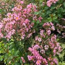 Liliac indian (Lagerstroemia indica) roz deschis