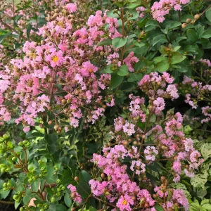 Liliac indian (Lagerstroemia indica) roz deschis