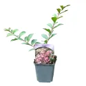 Liliac indian (Lagerstroemia indica) roz deschis
