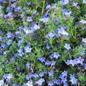 Lithodora Heavenly Blue