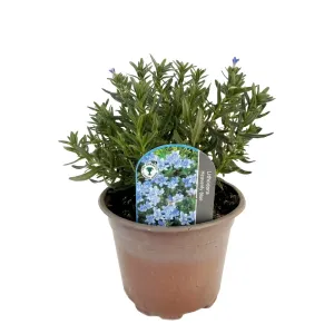 Lithodora Heavenly Blue