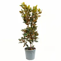 Magnolia grandiflora, ghiveci 20L, H 130-150 cm 