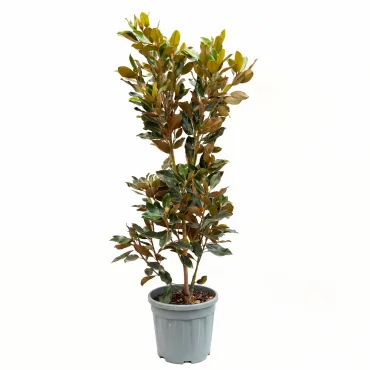 Magnolia grandiflora, ghiveci 20L, H 130-150 cm 