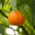 Mandarin (Citrus reticulata)
