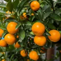 Mandarin (Citrus reticulata)