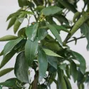 Mandarin (Citrus reticulata)