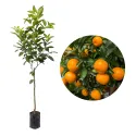 Mandarin (Citrus reticulata)