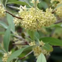 Măslin de toamnă (Elaeagnus umbellata) Pointilla Amoroso