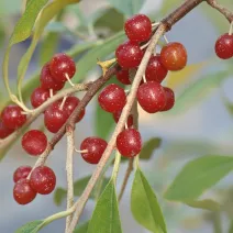 Măslin de toamnă (Elaeagnus umbellata) Pointilla Amoroso