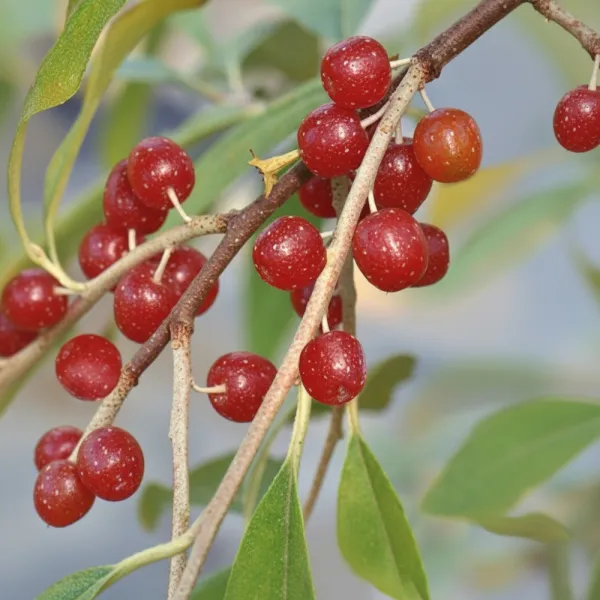 Măslin de toamnă (Elaeagnus umbellata) Pointilla Amoroso