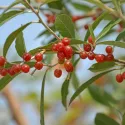 Măslin de toamnă (Elaeagnus umbellata) Pointilla Amoroso