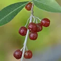 Măslin de toamnă (Elaeagnus umbellata) Pointilla Amoroso