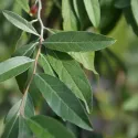 Măslin de toamnă (Elaeagnus umbellata) Pointilla Amoroso
