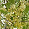 Măslin de toamnă (Elaeagnus umbellata) Pointilla Fortunella