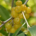 Măslin de toamnă (Elaeagnus umbellata) Pointilla Fortunella