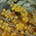 Măslin de toamnă (Elaeagnus umbellata) Pointilla Fortunella