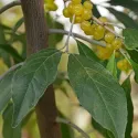 Măslin de toamnă (Elaeagnus umbellata) Pointilla Fortunella