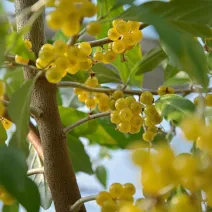 Măslin de toamnă (Elaeagnus umbellata) Pointilla Fortunella