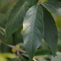 Măslin de toamnă (Elaeagnus umbellata) Pointilla Fortunella