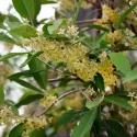 Măslin de toamnă (Elaeagnus umbellata) Pointilla Fortunella
