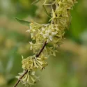 Măslin de toamnă (Elaeagnus umbellata) Pointilla Sweet and Sour