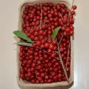 Măslin de toamnă (Elaeagnus umbellata) Pointilla Sweet and Sour