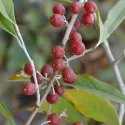 Măslin de toamnă (Elaeagnus umbellata) Pointilla Sweet and Sour