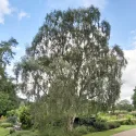 Mesteacăn alb (Betulla pendula verrucosa) la ghiveci 2L