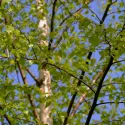 Mesteacăn alb (Betulla pendula verrucosa) la ghiveci 2L