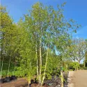Mesteacăn alb (Betulla pendula verrucosa) la ghiveci 2L