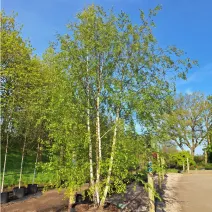 Mesteacăn alb (Betulla pendula verrucosa) la ghiveci 2L