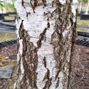 Mesteacăn alb (Betulla pendula verrucosa) la ghiveci 2L
