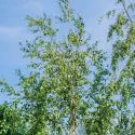 Mesteacăn (Betula pendula) la ghiveci 2L