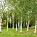 Mesteacăn (Betula pendula) la ghiveci 2L