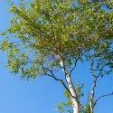 Mesteacăn (Betula pendula) la ghiveci 2L